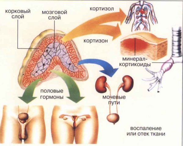 Как стресс влияет на анализ крови на гормоны