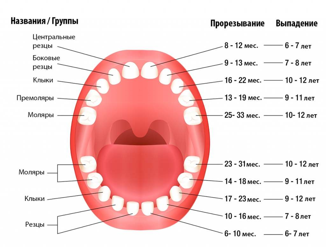 Какие молочные зубы выпадают у детей схема фото
